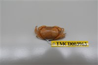 藏品(紅斑斗蟹)的圖片